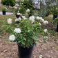 Rose (White)