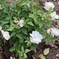 Rose (White)
