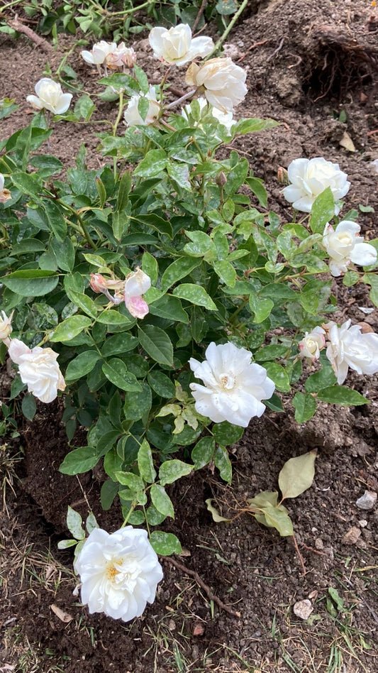 Rose (White)