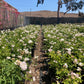 Rose (White)
