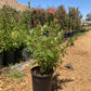 Tecomaria Jubilee