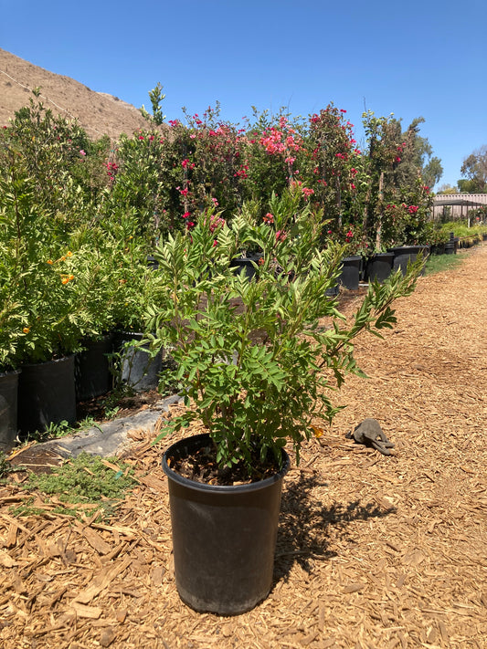 Tecomaria Jubilee