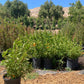Tecomaria Jubilee