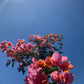 Bougainvillea (Pink)