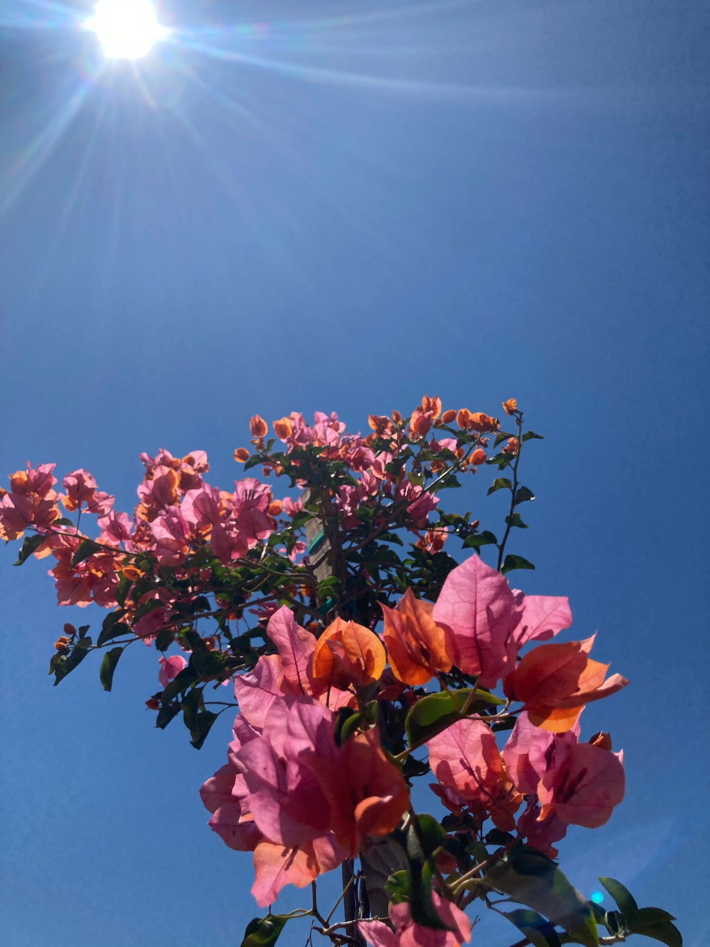 Bougainvillea (Pink)