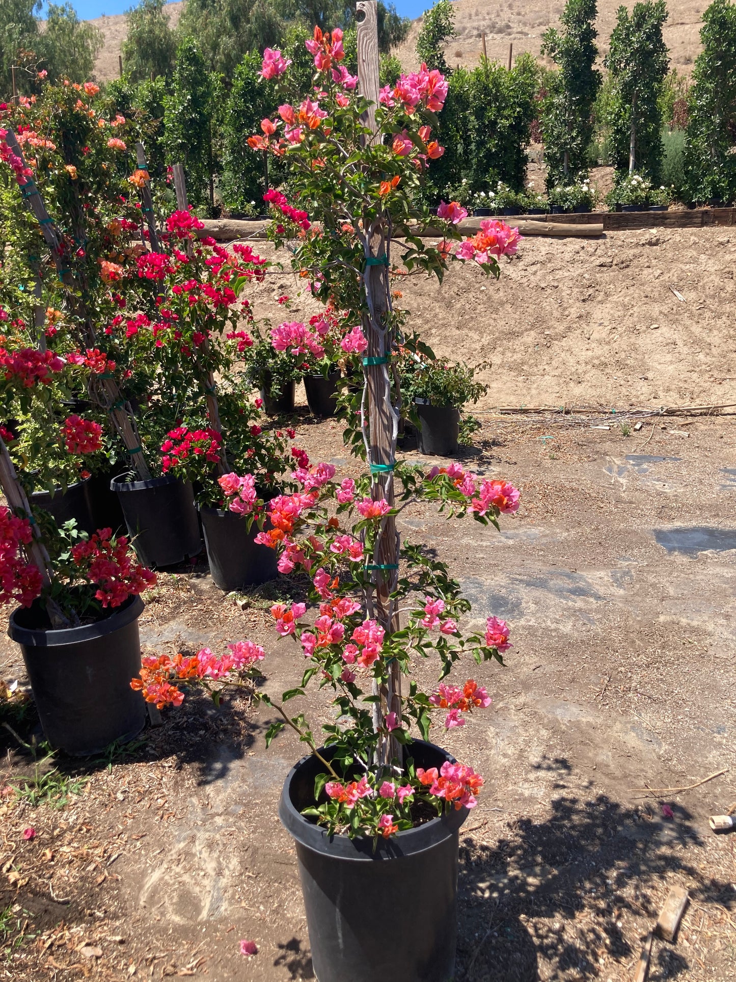 Bougainvillea (Pink)