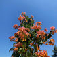 Bougainvillea (Orange)