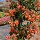 Bougainvillea (Orange)