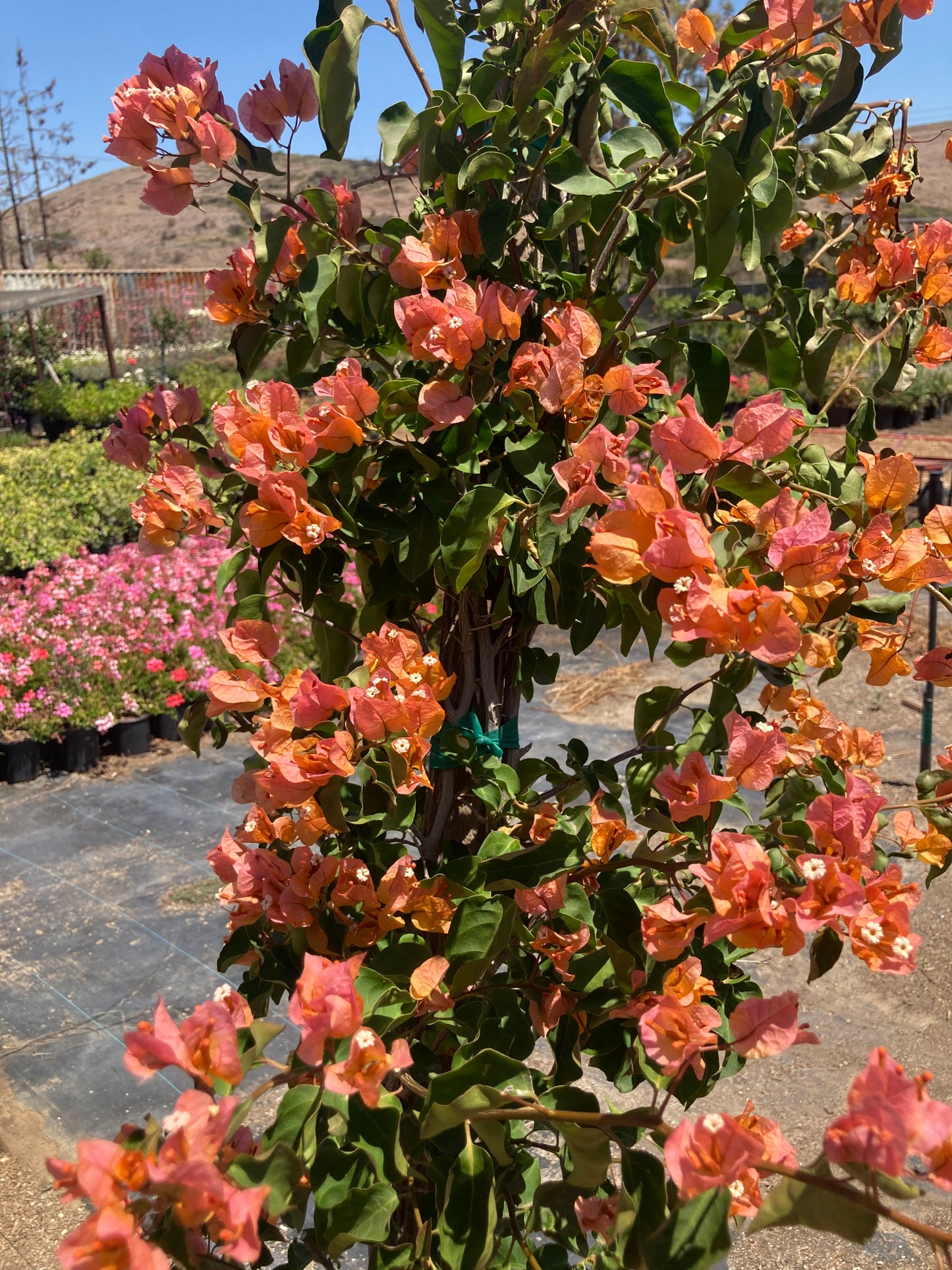 Bougainvillea (Orange)