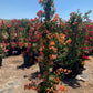 Bougainvillea (Orange)