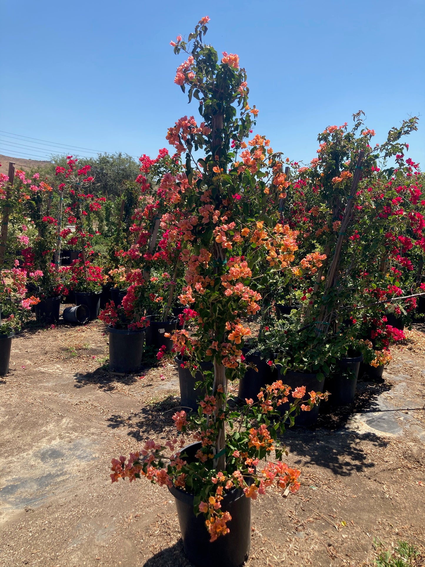 Bougainvillea (Orange)