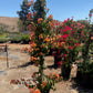 Bougainvillea (Orange)
