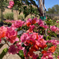 Bougainvillea (Pink)