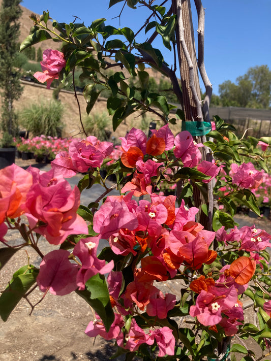 Bougainvillea (Pink)