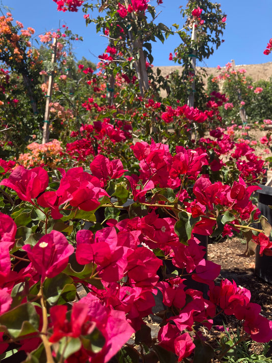 Bougainvillea (Red)