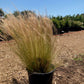 Mexican Feather Grass