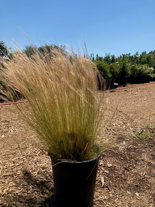 Mexican Feather Grass