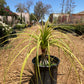 Ponytail Palm (Elephant Foot)