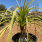 Ponytail Palm (Elephant Foot)
