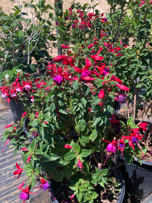 Fuschia
