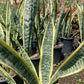 Snake Tongue (Dracaena trifasciata)