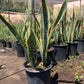 Snake Tongue (Dracaena trifasciata)