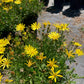 Daisy (Yellow)