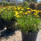 Daisy (Yellow)