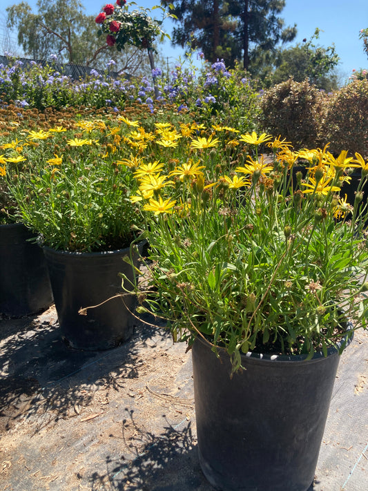 Daisy (Yellow)