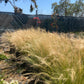 Mexican Feather Grass
