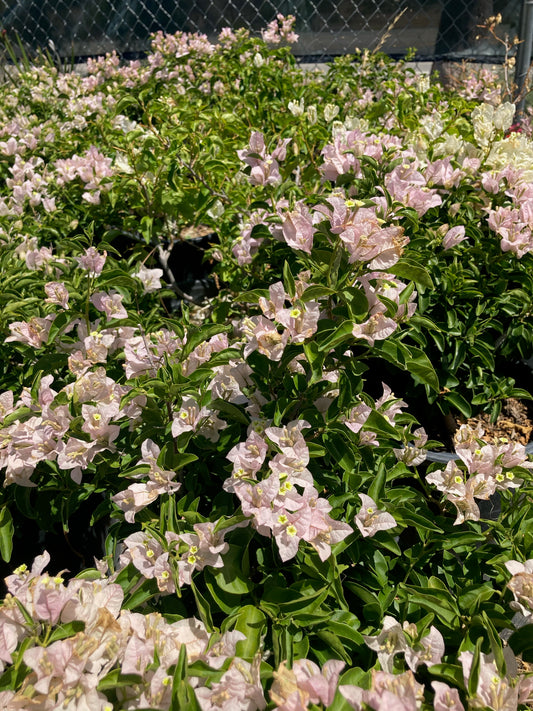 Bougainvillea (White)