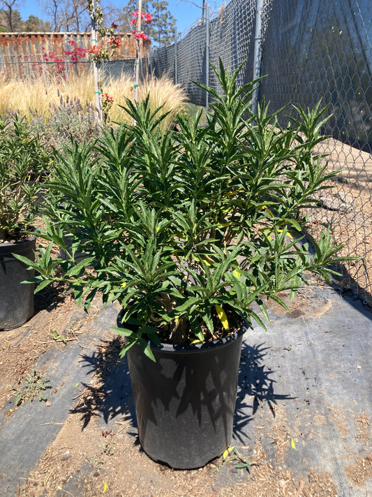 Lion Tail (Flower Orange)
