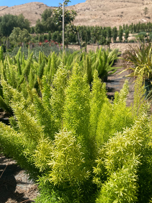 Fox Fern