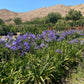 Agapanthus Africana (Purple)