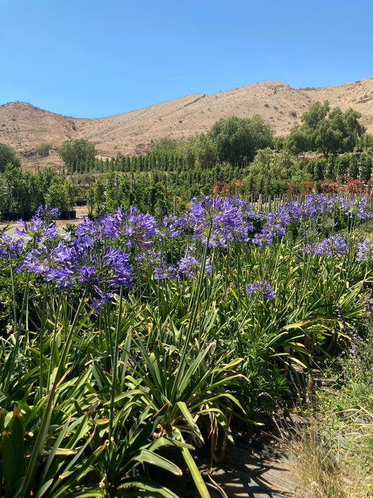 Agapanthus Africana (Purple)