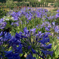 Agapanthus Africana (Purple)