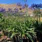 Agapanthus Africana (Purple)