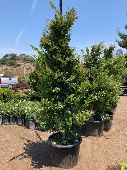 Ligustrum japonicum 'Texanum' - Waxleaf Privet