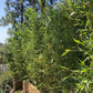 Golden Bamboo