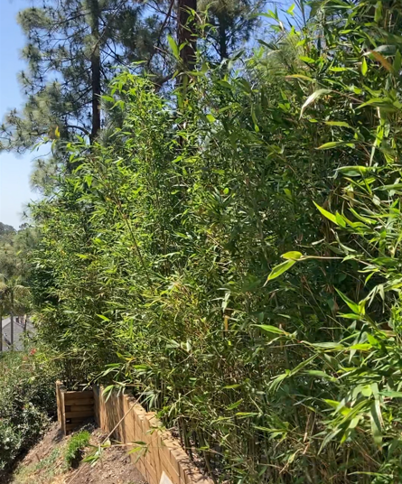 Golden Bamboo