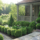 Boxwood