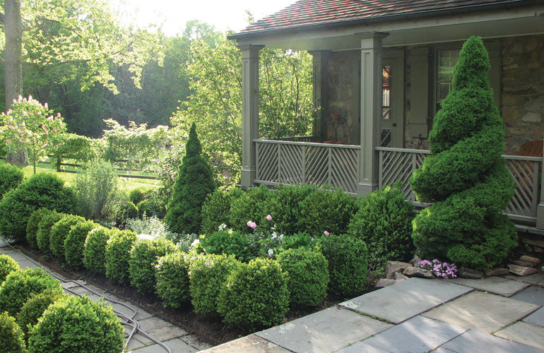 Boxwood