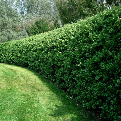 Ligustrum japonicum 'Texanum' - Waxleaf Privet