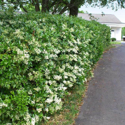 Ligustrum japonicum 'Texanum' - Waxleaf Privet
