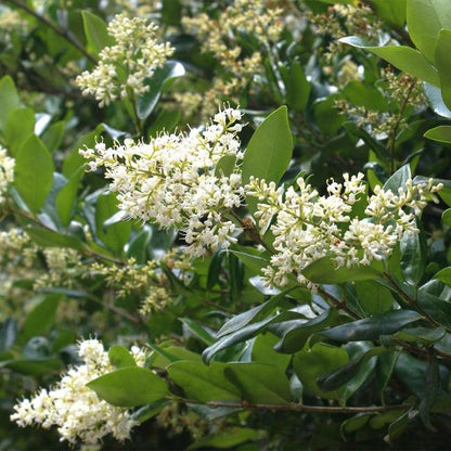 Ligustrum japonicum 'Texanum' - Waxleaf Privet