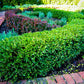 Boxwood