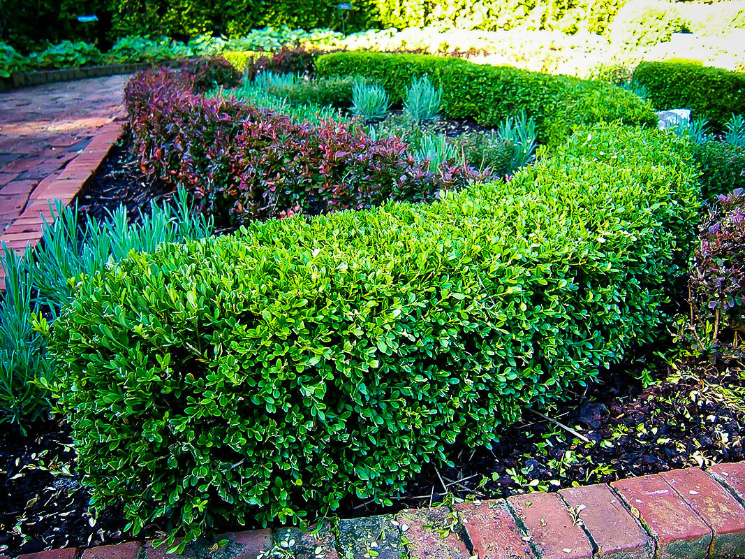 Boxwood