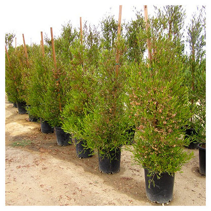 Hopseed Bush- Purple