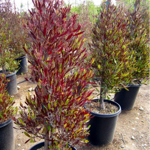 Hopseed Bush- Purple